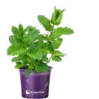 Hugo - Cocktail Minze (Mentha-spicata)