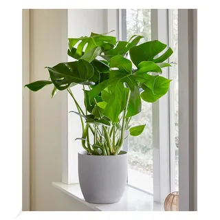 BALDUR Garten 1x Monstera - Fensterblatt, Pflanze im 12 cm-Topf | Trendplanze, Monstera deliciosa, Zimmerpflanze, Grünpflanze, pflegeleicht, mehrjährig - frostfrei halten, für Büro & Wohnung