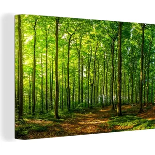 OneMillionCanvasses® - Leinwandbilder - 150x100 cm, Wald - Baum - Pflanzen, Wandbilder Kunstdruck Wanddekoration - Bunt