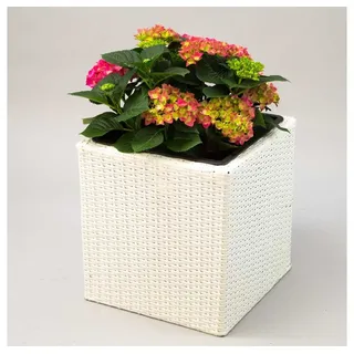 Elegant Einrichten Pflanzkübel Elegant Einrichten Pflanzkübel Polyrattan Quadratisch 30x30x30cm Weiß (1 St) weiß