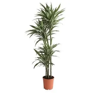 Drachenbaum - Dracaena deremensis 'White Stripe'
