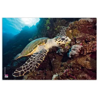 Veloflex Schreibunterlage Schildkröte 60 x 40cm Mehrfarbig