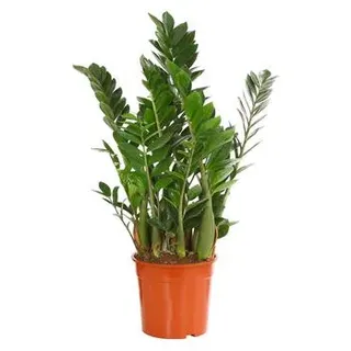 Glücksfeder - Zamioculcas zamiifolia, Grün