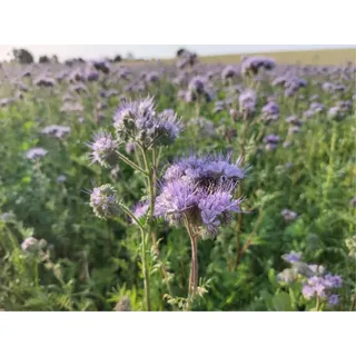 deutsche Samen der Phacelia (lat. Phacelia tanacetifolia), pflegeleichte blaue Bienenweide, Rainfarn Phazelie oder Bienenfreund, bietet für Bienen viel wertvollen Nektar und Pollen (2.500 Samen)