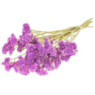Trockenblume Statice sinuata getrocknet in Fuchsia, NaDeco