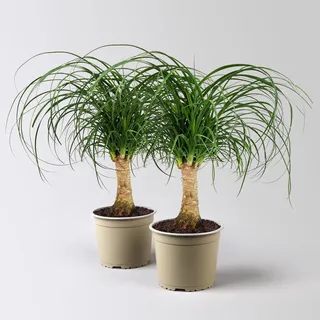 Elefantenfuß, Stamm, Topf-Ø 17 cm, Höhe ca. 30-50 cm, 2 Pflanzen