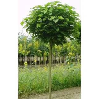 Kugel-Trompetenbaum, Catalpa bignonioides Nana, Höhe: 180-190 cm + Dünger