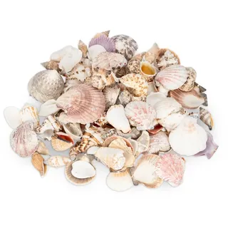 NaDeco Potpourri Muschelmix Large 1 kg ca. 4–7 cm, Muscheln zum basteln, Deko Muschel Potpourri, Maritime Dekoration Naturmuscheln Sea Shells, für Aquarium Terrarium Tischdeko Streudeko Muschelkranzᅠ