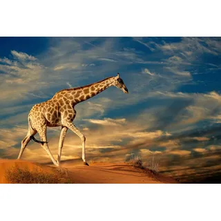Papermoon »GIRAFFE-TIERE AFRIKA SAVANNE STEPPE DÜNE HIMMEL WOLKEN«, bunt