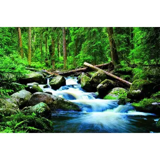 Papermoon Vlies- Fototapete Digitaldruck 250 x 180 cm Deep Forrest