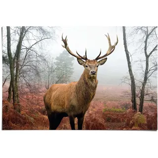 REINDERS Poster, Hirsch im Wald, Schlafzimmer, Poster, Wanddeko, Room Decor, Bilderdruckpapier, Braun, 61 x 91,5