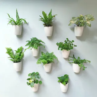 LaLaGreen Wand-Pflanzgefäße Zimmerpflanzen – 10 Stück, selbstbewässernder Wand-Pflanzgefäß, weiße Wandmontage, Pflanzgefäß, Öko-Wand-Pflanzgefäß, Trendige Live-Wand-Garten, Innenbereich für Kräuter