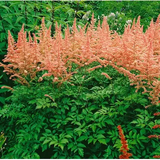 PlantaPro Astilbe x arendsii 'Anita Pfeifer' Prachtspiere ca. 9x9 cm Topf