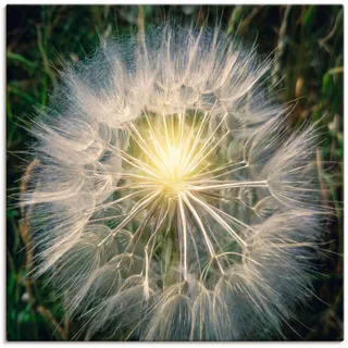 Leinwandbild ARTLAND "Pusteblume Makroaufnahme mit Licht" Bilder Gr. B/H: 70 cm x 70 cm, Blumenbilder quadratisch, 1 St., weiß Leinwandbilder