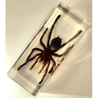 HQRP Lange 109 mm echte Tarantel Selenocosmia Huwena Spinne in klarem Lucite-Harz Exemplar konserviert Briefbeschwerer Arachnoiden Taxidermie Sammlung Biologie Wissenschaft Bildung