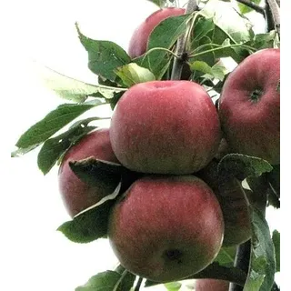 Apfel 'Topaz' ca. 150cm Im 10 Liter Topf