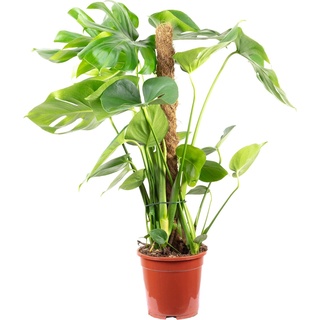 Flowerbox, Pflanzen, Fensterblatt am Moosstab - Monstera deliciosa (80 cm, Zimmerpflanzen)