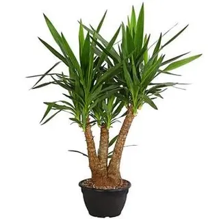 Yucca-Palme - Yucca elephantipes, verzweigt, Grün