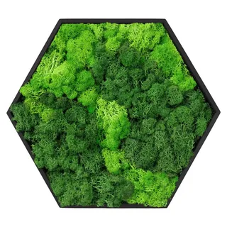 ECD Germany Moosbild Hexagon 38x34 cm, Mooswand Indoor mit echtem Islandmoos, Wanddeko mit Holzrahmen, Wandbild Sechseck 3D, Moos Deko für Haus & ... - Grün