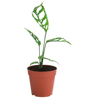 Dehner Monstera obliqua Peru, baby