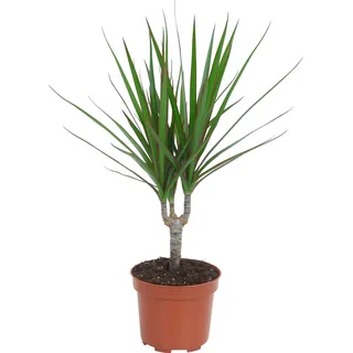 GROW by OBI Drachenbaum Topf Ø ca. 12 cm Dracaena Marginata