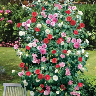 Kamelie dreifarbig rot rosa weiß winterhart buschig immergrün Strauch Pflanze im 12cm Topf