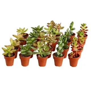 Mini Sukkulenten, verschiedene Sorten, Grün, Hellgrün, Dunkelgrün