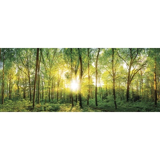 EUROART Glasbild 125 x 50 cm Sunlight Forest I Glas Grün