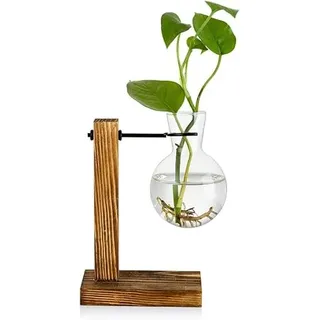 Vermehrungsstation Holz Regal Reagenzglas Glasvase für Pflanzen Avocado Stecklinge Hydroponik Zimmer Deko