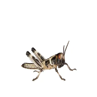Feeders & More - Heuschrecken - Wüstenheuschrecken KLEIN - 50 Stück - Lebendfutter Insekten Wuestenheuschrecken - Futter für Reptilien, Bartagamen und Amphibien - Futterinsekten & Haustierfutter