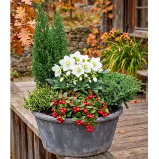 BALDUR Garten Staude 5er Herbst-Set 'Berry & Bloom', 5 St., Herbstpflanzen-Mix, immergrün, winterattraktiv, kübelgeeignet bunt