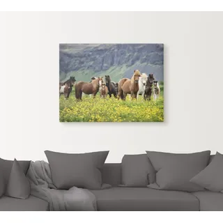 Wandbild ARTLAND "Isländische Pferde VII" Bilder Gr. B/H: 80 cm x 60 cm, Leinwandbild Haustiere Querformat, 1 St., grün Kunstdrucke