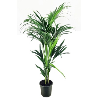 Plant in a Box Kentia Palme - Howea forsteriana Höhe 130-140cm