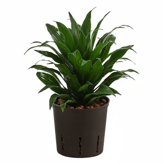 Dehner Drachenbaum, Dracaena compacta, Hydrokultur, Dunkelgrün