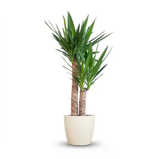 Florora Zimmerpflanze Yucca Elephantipes – Palmlilie – 90 cm