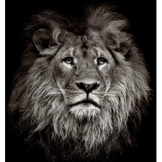 wandmotiv24 Fototapete Löwe schwarz weiß 2, XS 150 x 105cm - 3 Teile, Wanddeko, Wandbild, Wandtapete, Afrika Tier Portrait Motivation M6545