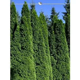 Lebensbaum Thuja Smaragd 200-225 cm. 10 Thuja Pflanzen. Sichtschutz Hecke