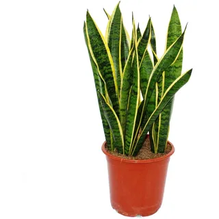 Exotenherz - Sansevieria trifasciata - 19cm Topf - Gesamthöhe 55-65cm hoch