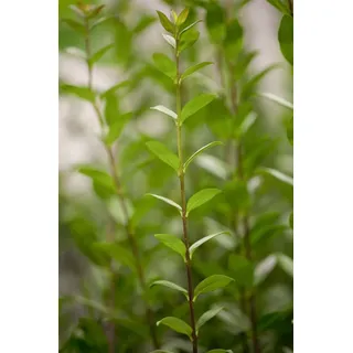 Pflanzen für Dich Gehölze Ligustrum vulg. Atrovirens, 1 St., Gewöhnlicher Liguster, Heckenliguster, Liguster weiß