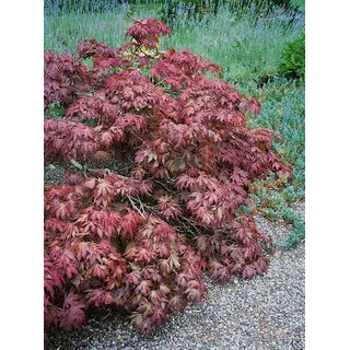 Pflanzen für Dich Gehölze Acer palmatum 'Pixie', 1 St., Japanischer Ahorn, Fächerahorn rot