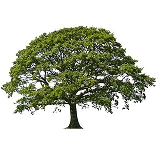 apalis Wandtattoo No.395 Linde Baum Sommer Linde Pflanze Natur