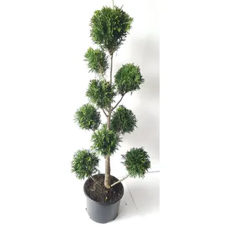 pflanzen-böring Gartenbonsai Thuja ‘Martin’ 140–150 cm – immergrün, winterhart, Formschnitt, für Garten, Terrasse