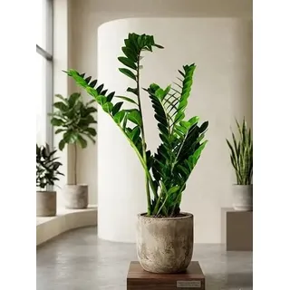 Zamioculcas Zamiifolia – Glücksfeder ca. 90cm, XXL Zimmerpflanze, pflegeleicht