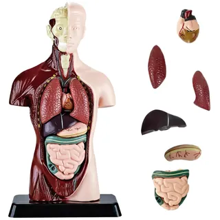 Nizirioo Menschliches Torso Körper Anatomie Modell, 8 Stück Abnehmbares (24.5cm) Torso Anatomie Modell, Human Anatomisches Modell, für Medizinstudenten Ärzte und Lehrer, Vorschule Ausbildung Display