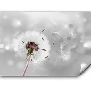murando Fototapete selbstklebend Pusteblumen 392x280cm Foto Tapete Tapetenfolie Möbelfolie Wandverkleidung Wandtapete Motivtapeten Bildtapete Wohnzimmer 3d Effekt Modern Blumen Natur Blitz grau