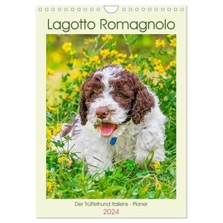 Lagotto Romagnolo - Der Trüffelhund Italiens - Planer (Wandkalender 2024 DIN A4 hoch) CALVENDO Monatskalender