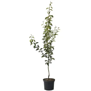 Birnenbaum Williams Christ Herbstbirne Tafelbirne Buschbaum 110-140 cm 7-10 Liter Topf Quitte A