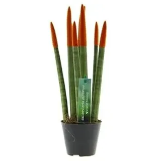 Sansevieria Cylindrica Straight (Orange) – Spaghetti VELVET TOUCHZ® – 30 cm Bogenhanf Zimmerpflanze | Pflegeleicht, Luftreinigend, Dekorativ für Zuhause & Büro