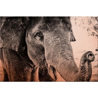 Metallbild WALL-ART "Indian Elephant" Bilder Gr. B/H: 60 cm x 40 cm, grau Metallbilder