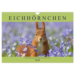 Eichhörnchen im Königlichen Garten (Wandkalender 2024 DIN A4 quer) CALVENDO Monatskalender